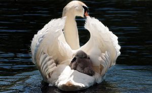 A beautiful Swan Guarding her Chick Tampa, FL